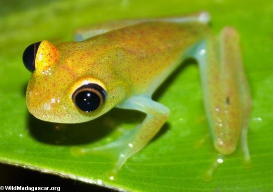 froggy