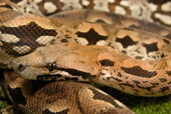 ewww snakeyu