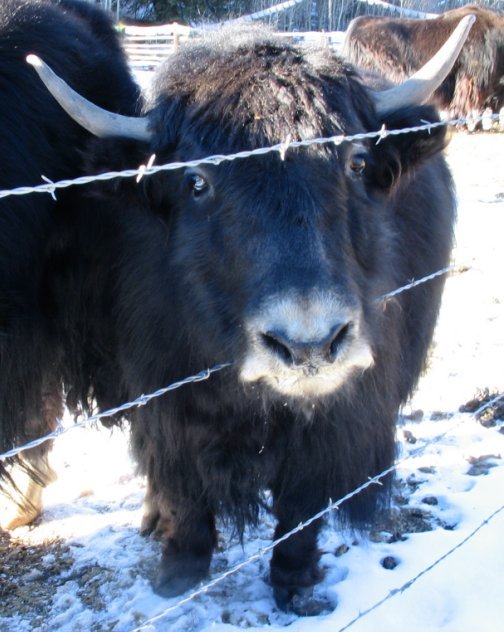 yaks