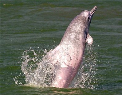 dolphines