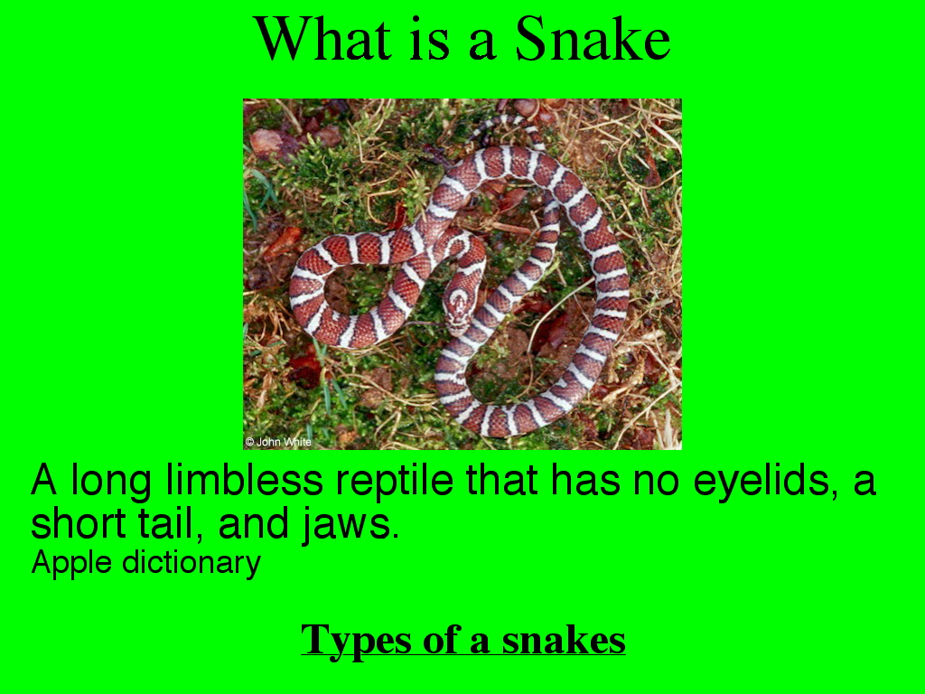 what-is-a-snake